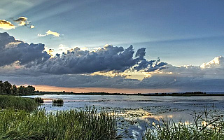 Zarybią rzekę Wąską i jezioro Druzno Zarybią rzekę Wąską i jezioro Druzno